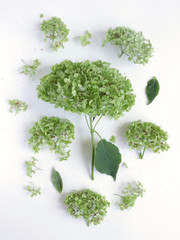 Hydrangea green flowers flat lay photography on white background