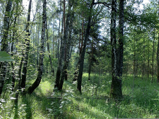 Obraz premium path in the forest