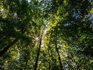 Tree from below. The tree seen from below with the blue sky in the morning sun,blur abstract background
