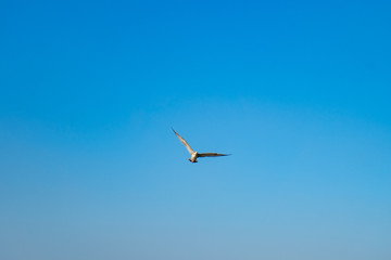 Fototapeta na wymiar Seagull flies in blue cloudless summer sky