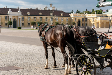 horses waiting in the courtyard of the Belvedere Castle in Vienna