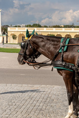 Fototapeta na wymiar horses waiting in the courtyard of the Belvedere Castle in Vienna