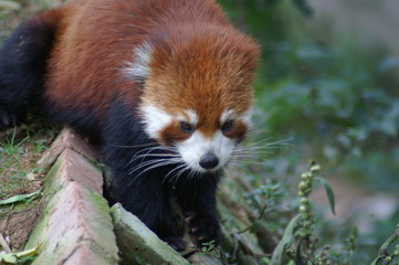  Roter Panda Portrait Kleiner Panda