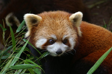 Fototapeta premium Roter Panda Portrait Kleiner Panda