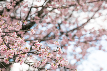 満開の桜　春