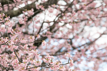 満開の桜　春
