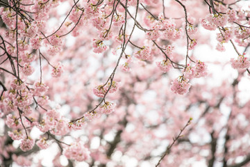 満開の桜　春