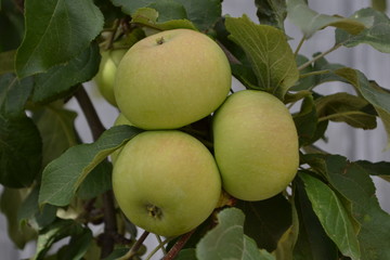 green apples on tree