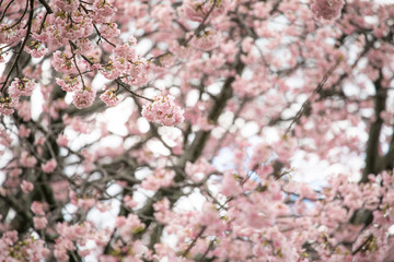 満開の桜　春