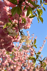 Grafted branch of white cherry on a sakura tree on the background of clear sky. Park in Istanbul, Turkey