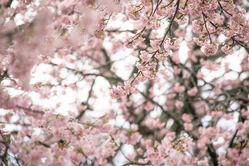 満開の桜　春