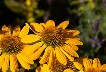 Rudbekia Yellow Daisy flowers in ornamental garden