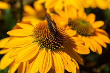 Rudbekia Yellow Daisy flowers in ornamental garden