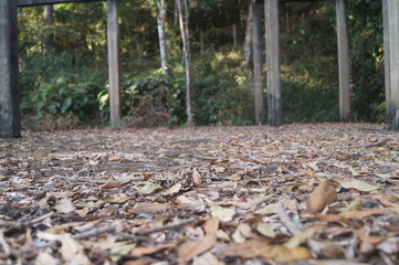 folhas secas no chão de uma propriedade abandonada na floresta