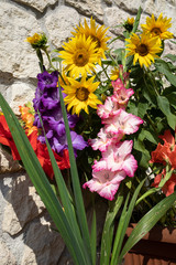 Blooming sunflowers and colorful gladioli against the background of a limestone wall