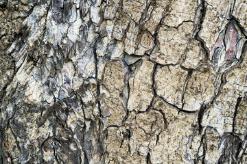 Background texture of tree bark. Skin the bark of a tree that traces cracking