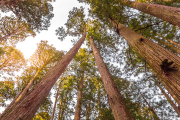 Trees in the Koyasan, Mount Koya, Japan