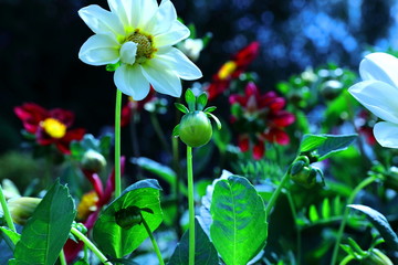 Piękne kwiaty zakwitające latem w ogrodzie botanicznym