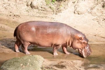 Hippopotamus living river natural wildlife