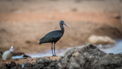 Isolated close up portrait of an Ibis bird