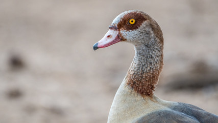 Isolated close up portrait Egyptian goose- Israel