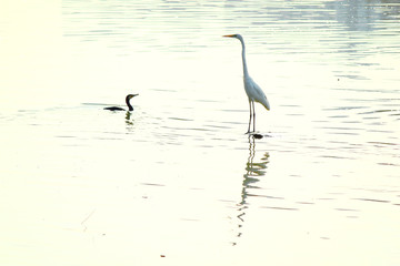 white crane meet duck on a lake