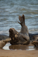 Fototapeta premium Sea Lion encounter
