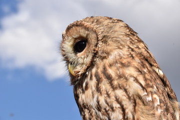 Screech owl portrait sitting on a branch of a tree