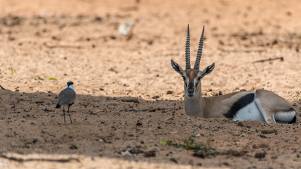 Isolated close up of beautiful Thomson Gazelle portrait- Israel