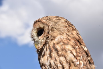 Screech owl portrait sitting on a branch of a tree