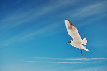 Seagull in flight.