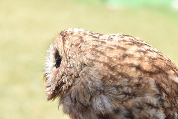 Screech owl portrait sitting on a branch of a tree