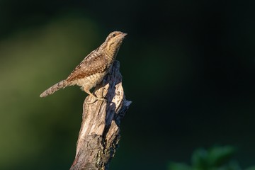 Eurasian wryneck sitting on the stump.  Northern wryneck (Jynx torquilla) in the nature habitat
