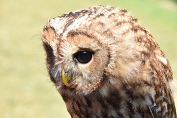 Screech owl portrait sitting on a branch of a tree
