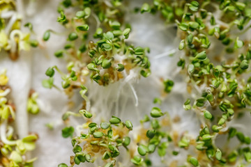 Microgreens under a magnifying glass. Healthy food concept. Selective focus. Microgreen in a container close-up.