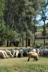 Obraz premium Sheep and goats graze on green grass in spring