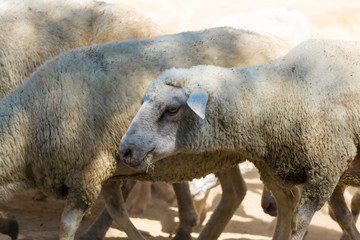 Sheep and goats graze on green grass in spring