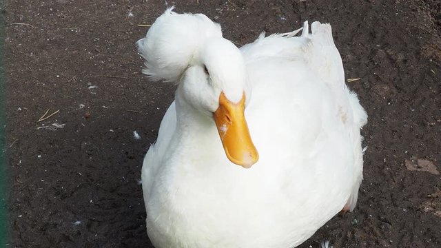 white duck with a tufted, on a home farm, domestic animals, farm animals, duck on traditional free range poultry farm.