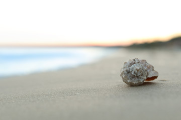 Beautiful seashell on sandy beach at sunrise. Space for text