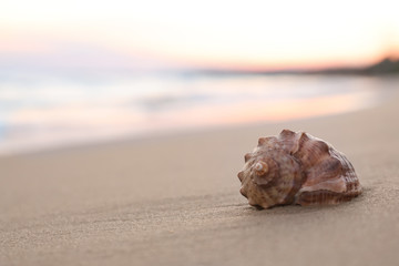 Obraz na płótnie Canvas Beautiful seashell on sandy beach at sunrise, closeup. Space for text