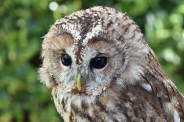 Screech owl portrait sitting on a branch of a tree