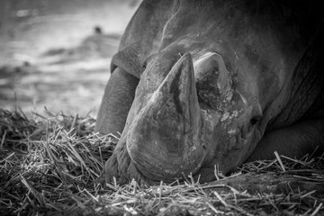 Isolated close up of a single mature rhino- Safari Israel