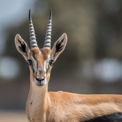 Isolated close up of beautiful Thomson Gazelle portrait- Israel