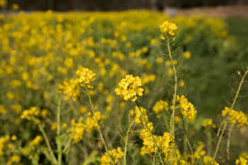 菜の花　春