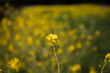菜の花　春
