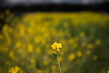 菜の花　春