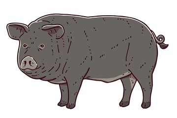 The Jeju black pig is a Korean breed of domestic pig. It is named for, and originates from, Jeju-do. It is a small pig with a black skin and smooth coat of hair. Colored vector illustration.