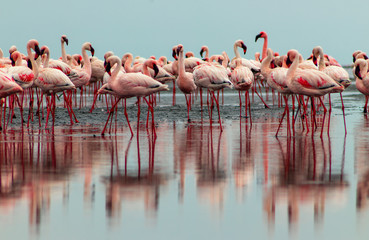 Wild african birds. Group birds of pink african flamingos  walking around the lagoon