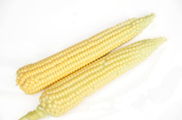 the ripe corncob with grain isolated on white background.