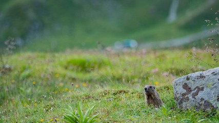 Murmeltier Samnaun 004